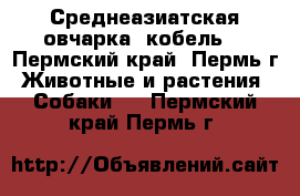 Среднеазиатская овчарка (кобель) - Пермский край, Пермь г. Животные и растения » Собаки   . Пермский край,Пермь г.